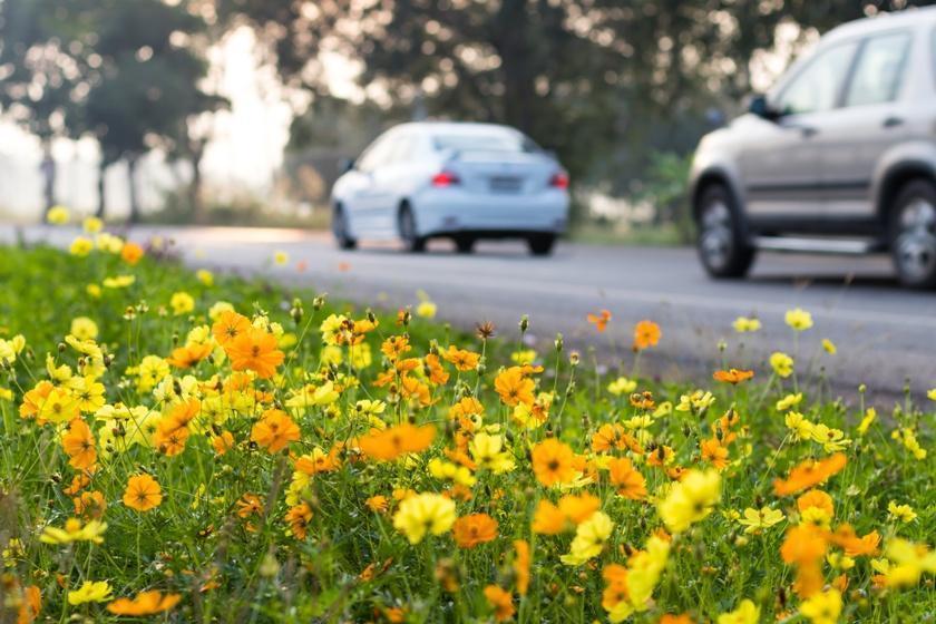 Expert Car Service in Spring